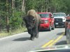 Yellowstone bison 2 Aug 2016.JPG